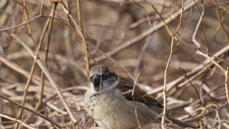 Eurasian-tree-sparrow-jumping-on-shrub-twigs-in-slow-motion-tracking-shot
