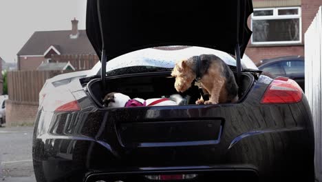 Dogs-in-trunk-of-car-on-harness-waiting-on-owner