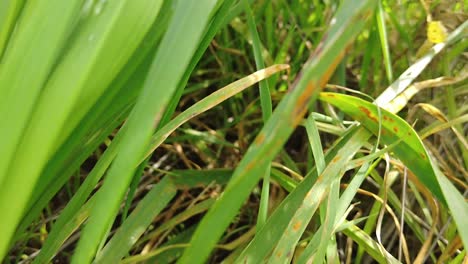 lush green grass - tracking shot