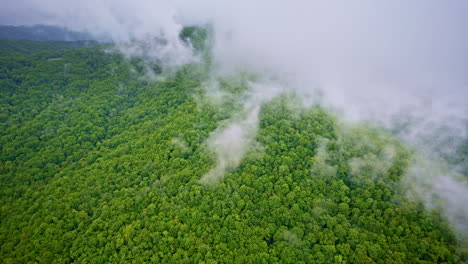 slow drift through cinematic fog in the smokies