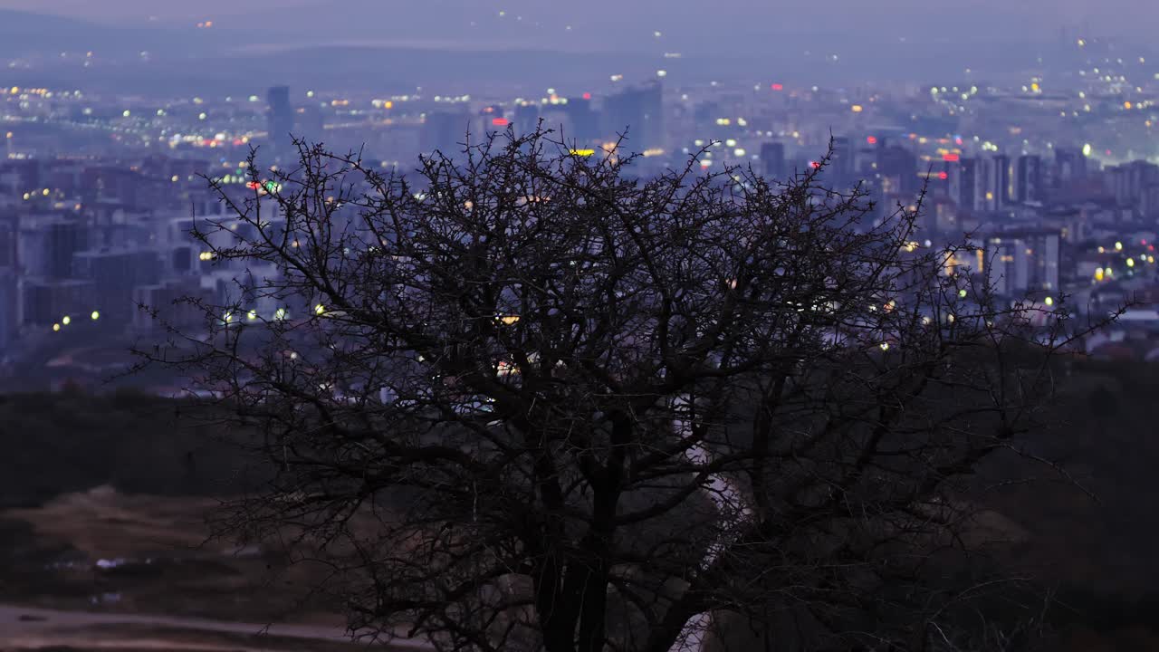 Silent tree watches over Pristina, symbol of balance between growths