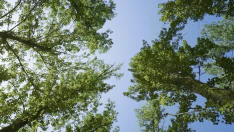 Magnífico-Paisaje-Natural-En-El-Parque-Forestal