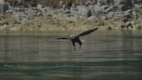 eagle catching fish in the ocean in canada