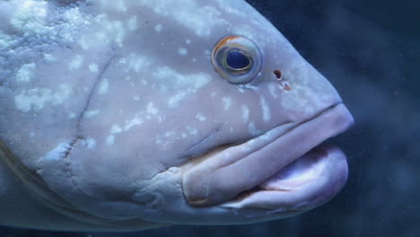 groupers are fish of any of a number of genera in the subfamily epinephelinae of the family serranidae, in the order perciformes