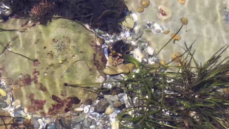 coral, hierba marina y músculos en una piscina de marea costera del noroeste