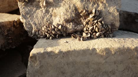 mussels shells naturally glued to coastline stones