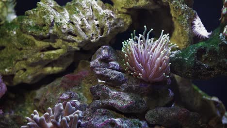 medium shot of the anemone and damselfish in the tropical aquarium