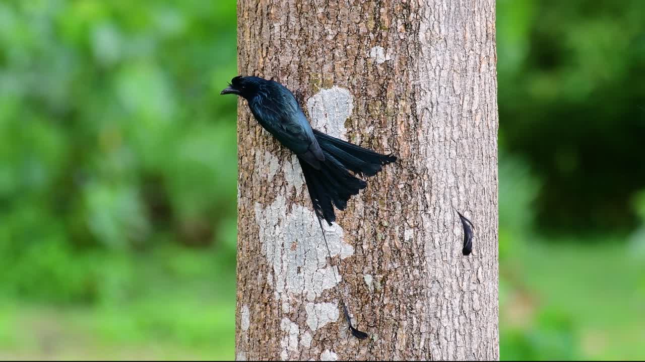 el drongo cola de raqueta mayor es conocido por su cola que parece una raqueta
