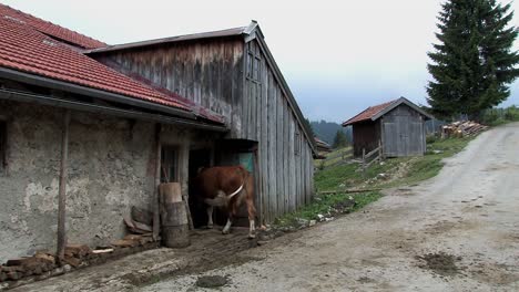 Alm-Mit-Kühen-In-Den-Bayerischen-Alpen-Bei-Sudelfeld,-Kühe-Gehen-In-Den-Stall,-Um-Gemolken-Zu-Werden,-Deutschland-1