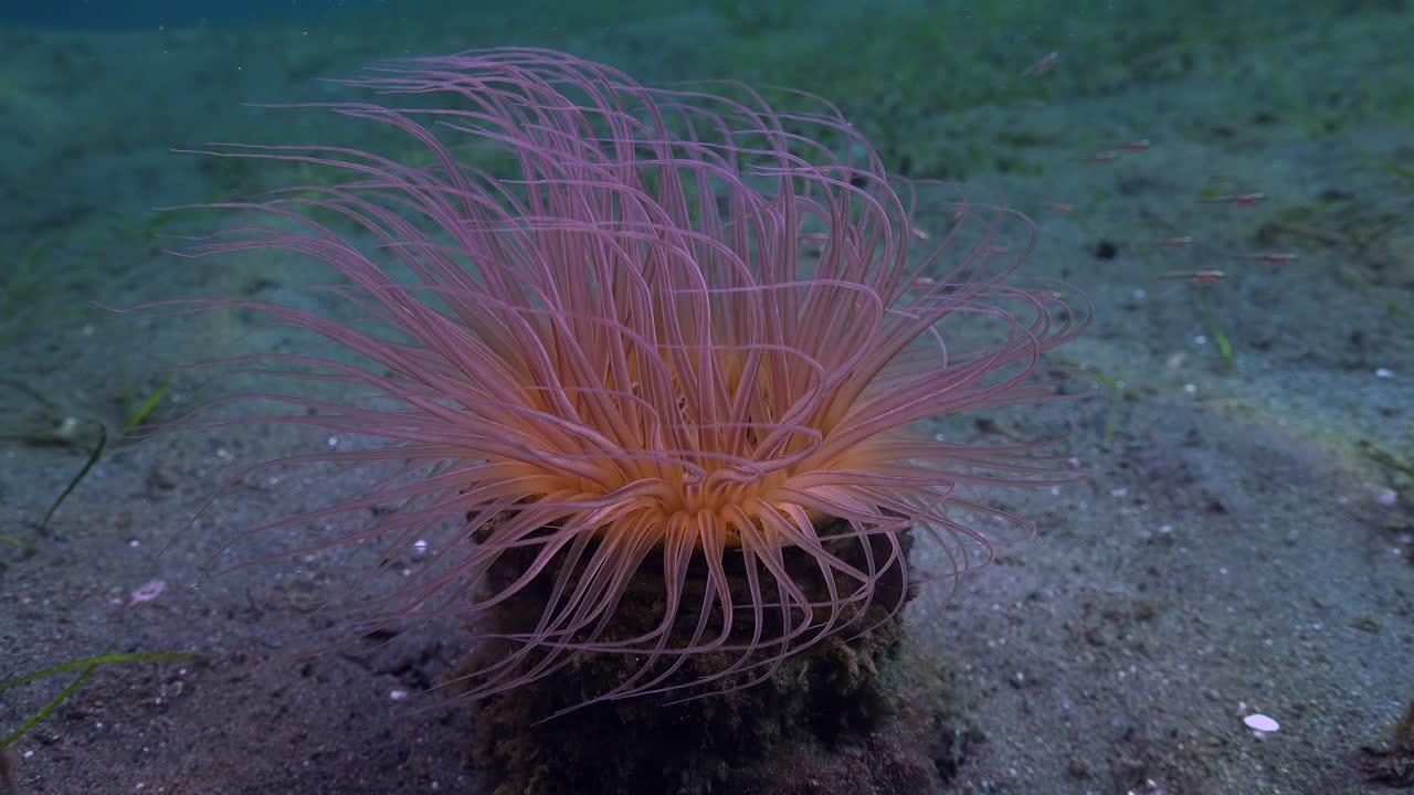 anémona de mar púrpura y rosa vívida en el fondo del océano arenoso