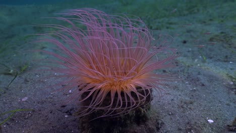 Vivid-purple-and-pink-sea-anemone-on-sandy-ocean-floor