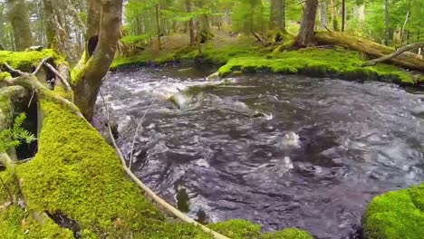 Die-Schönheit,-In-Einem-Tiefen,-Dunklen-Wald-Zu-Sein