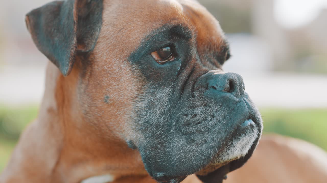 Boxer dog looking away, montage of expressions
