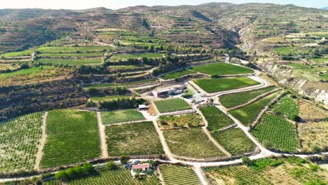 Aerial-drone-footage-of-vineyards,-rows-of-golden-green-grape-fields-in-Koilani,-Limassol,-Cyprus