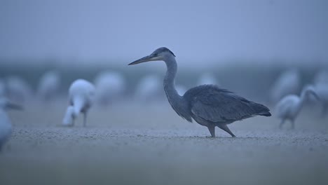 Graureiher-Und-Herde-Von-Reihern,-Die-Am-Nebligen-Morgen-Im-Seegebiet-Fischen