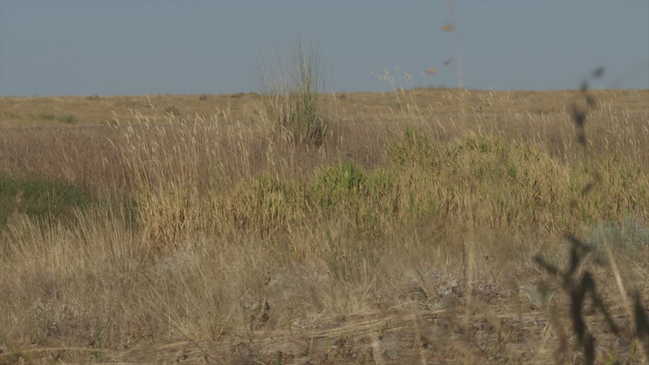 dry desert landscape with grassland blowing in the breeze