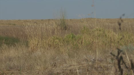 dry desert landscape with grassland blowing in the breeze