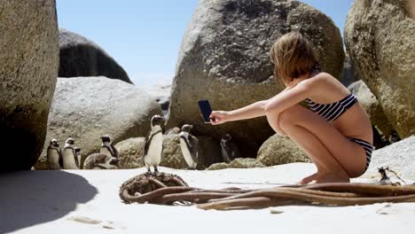 chica tomando una foto de un joven pájaro pingüino con un teléfono móvil 4k