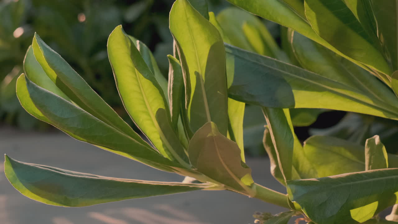 primer plano de hojas verdes exuberantes a la luz del sol