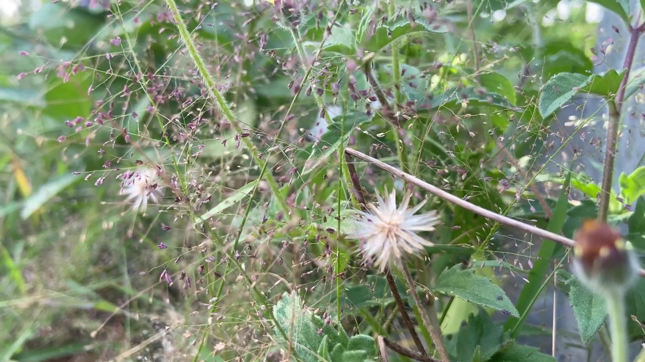 Vilde planter og små blomster, der svajer blidt i et naturligt udendørsmiljø