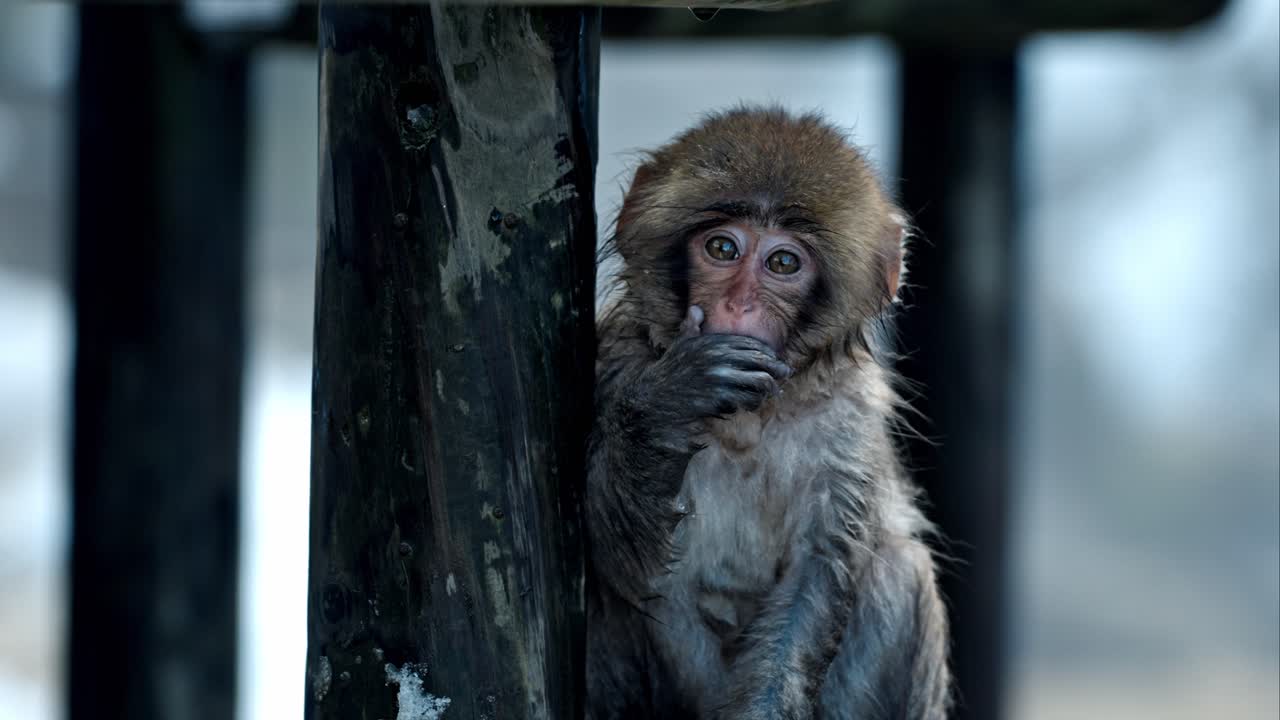 An incredibly cute baby snow monkey is seen exploring its snowy surroundings in Jigokudani, Japan.