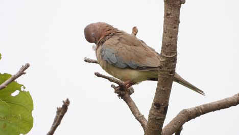tórtola oriental en árbol uhd mp4 4k