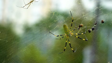 trichonephila clavata, también conocida como araña joro, es miembro del género de araña de telaraña dorada