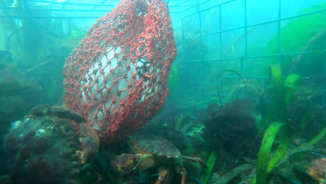 close up shot time laose of dungeness crabs feedina on bait in a crab pot in a kelo fores