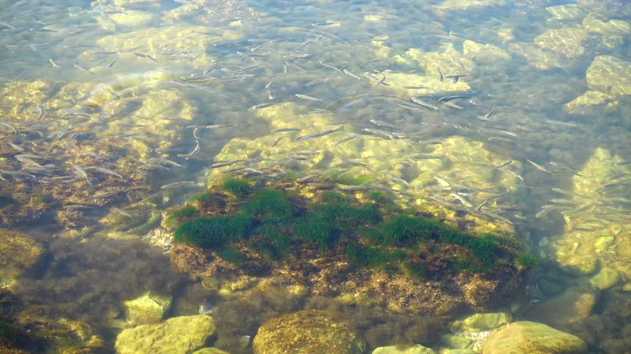 School of fishes in the sea. Fishes under water