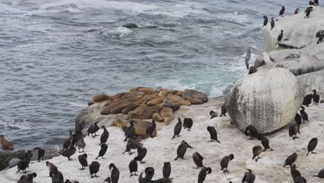 una bulliciosa colonia de leones marinos y cormoranes se reúnen en las rocas blanqueadas por el sol junto al océano, mientras las olas chocan y ambas especies coexisten en armonía a lo largo de la escarpada costa.