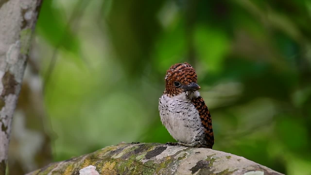 泰國熱帶雨林中最美麗的鳥類之一
