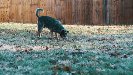 Perro-Blue-Heeler-Buscando-Palo-En-La-Mañana-Helada