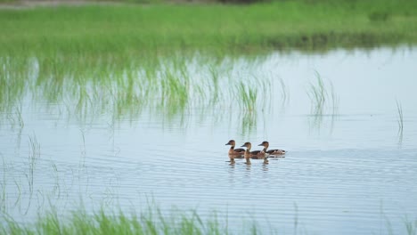 세렌게티 국립공원의 아프리카 오리 및 새, 탄자니아의 조류, 아프리카 야생 동물 및 자연 사파리, 습지 호수에서 물 위에 헤엄치는 fulvous whistling duck
