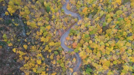 birdseye aerial view of traffic on countryside road in the middle of yellow forest on cloudy autumn day, tilt up drone shot