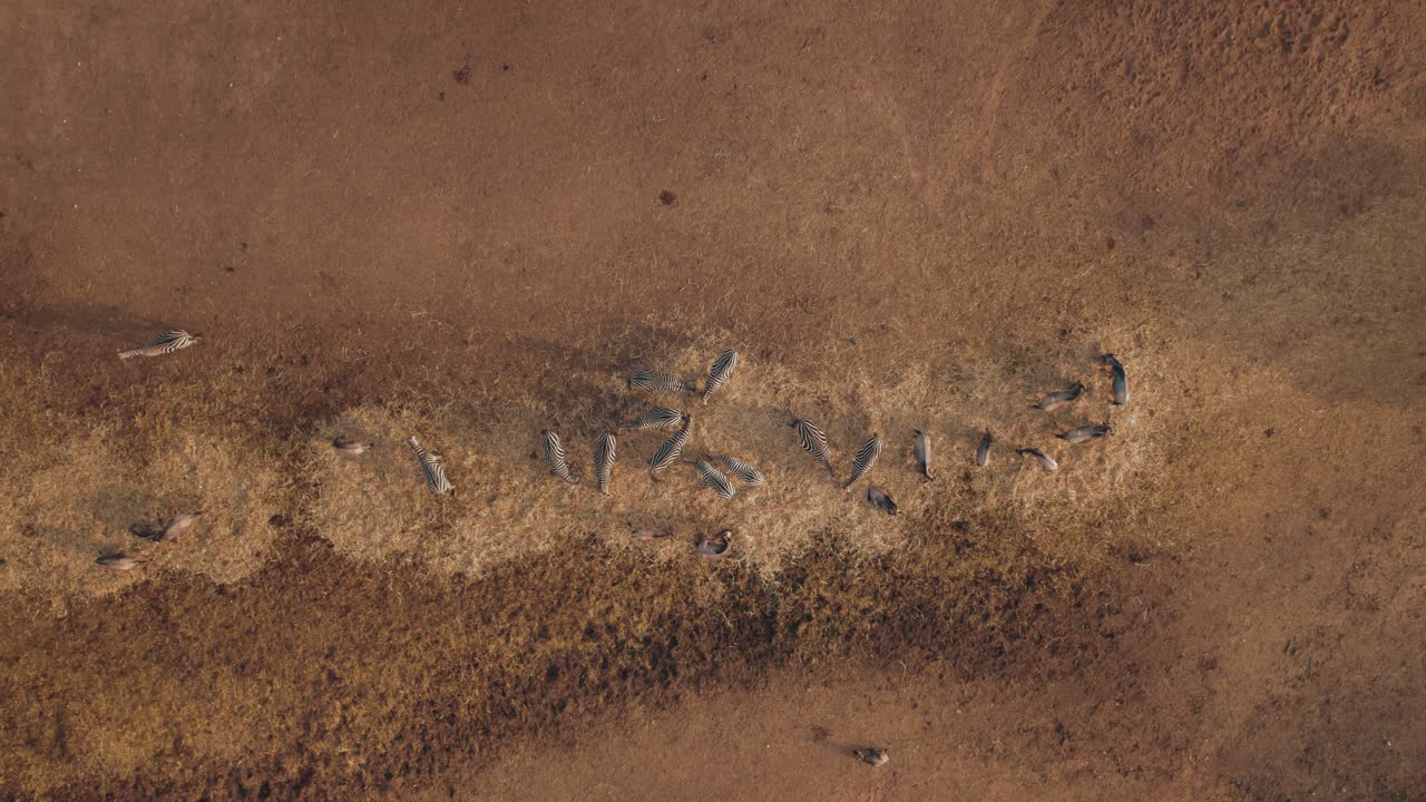 누우와 얼룩말은 일몰 때 함께 건초를 먹습니다 - 하향식 상승 촬영 - 사파리 #008