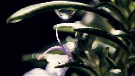 cinematic shot of a rosemary plant with a water droplet falling in super slow motion onto one of its purple flowers. the frame shows the plant with soft cinematic lighting and shallow depth of field.