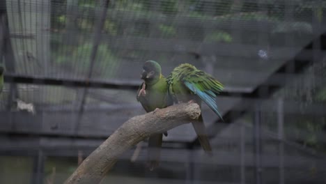 two parrots in cage
