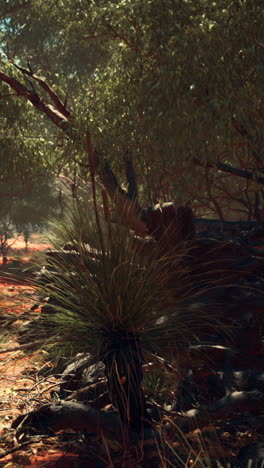 a view of a dense bush with red soil and dead tree in the australian outback