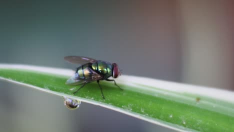 fly on the leaf of plant