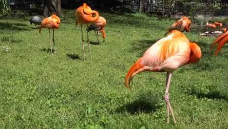 Flamencos-Parados-En-Una-Zona-De-Césped