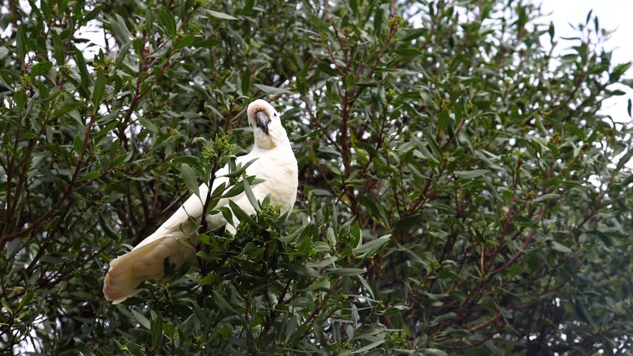 una cacatúa se sienta en un árbol, observando los alrededores