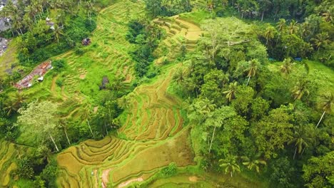 bellas imágenes cinematográficas de ubud, bali drone con exótica terraza de arroz, pequeñas granjas y plantaciones agroforestales