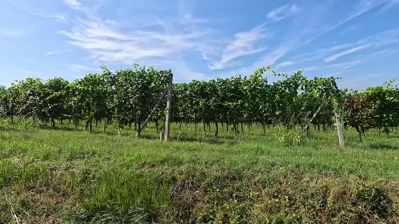 un viñedo exuberante bajo un cielo azul claro
