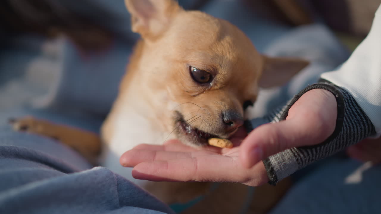 작은 강아지가 냠냠 먹고, 귀여운 강아지가 맛있는 간식을 즐기고, 따뜻한 음식을 음미하는 사랑스러운 강아지의 부드러운 순간, 작고 귀여운 강아지가 따뜻한 장면에서 위로가 되고 맛있는 간식을 고맙게 받아요.