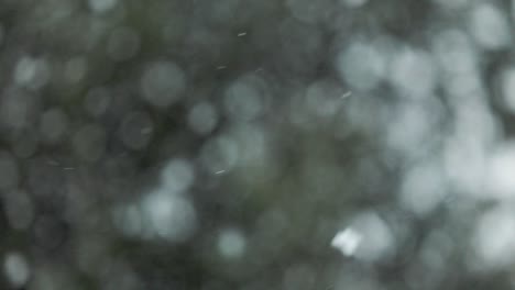 caída de nieve natural en bucle de fondo desenfocado sin costuras