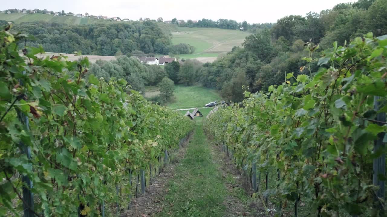 Jeruzalem a wine region in the eastern part of Slovenia ideal tourist destination