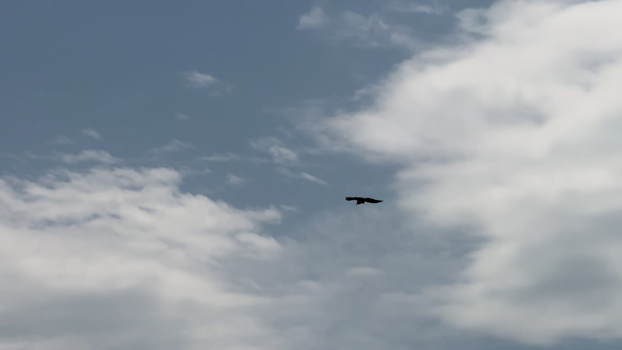 Slow-motion shot of a black raven soaring gracefully against a bright blue sky with scattered clouds in the background