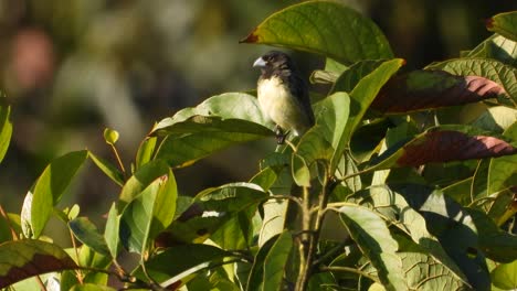 Yellow-bellied-Seedeater--Perched-Among-Green-Leaves