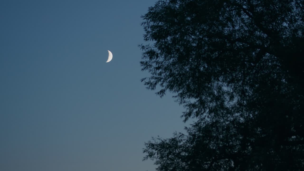 Céu azul noturno com fase de lua crescente e silhueta de árvore frondosa