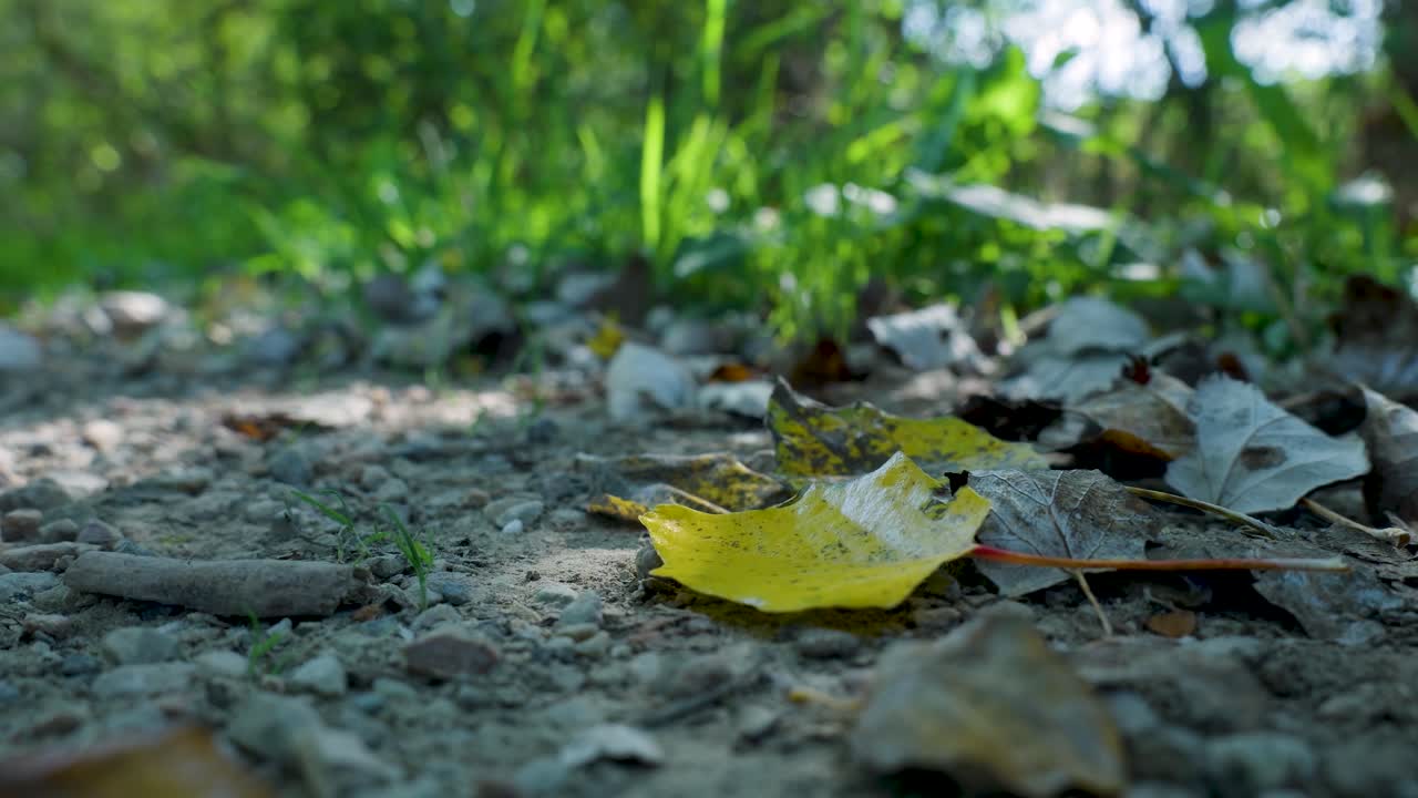 Autumn Leaves on Forest Path